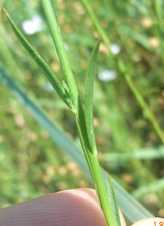 Linum bienne